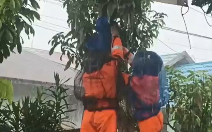 Evakuasi Sarang Lebah di Palangka Raya Berjalan Dramatis