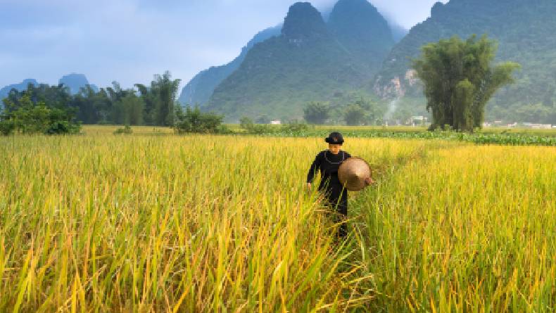 Inilah Alasan Thailand Dijuluki Sebagai Lumbung Padi di Asia Tenggara