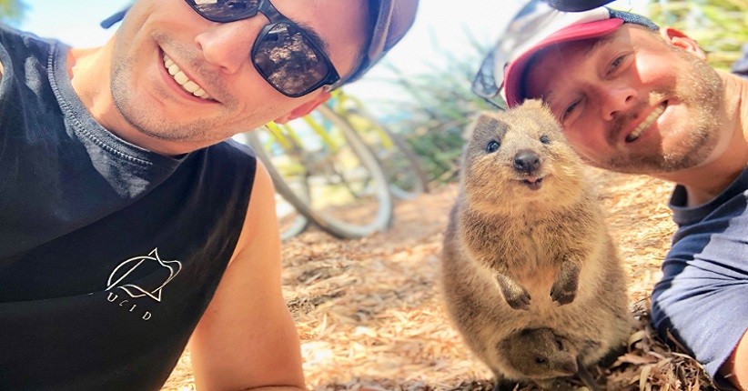 Mengenal Quokka, Hewan Paling Bahagia di Dunia 