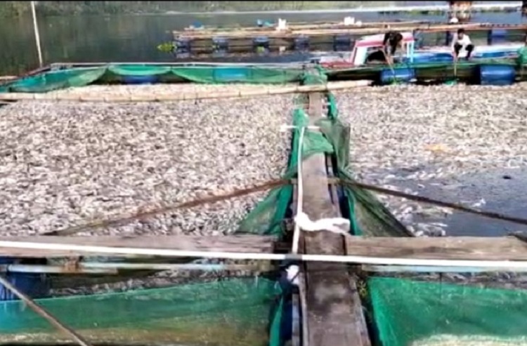 250 Ton Ikan Mati di Danau Ranau Lampung, Petani Rugi Rp5 Miliar