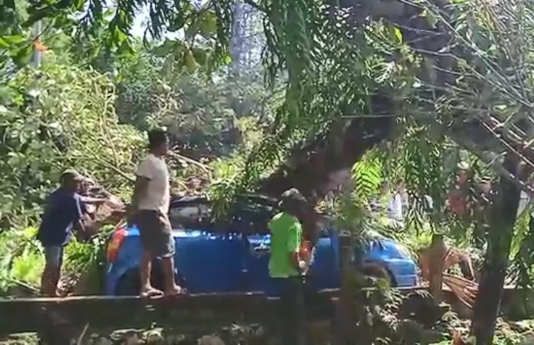 Tertimpa Pohon Tumbang, Driver Taksi Online Tewas di Tempat