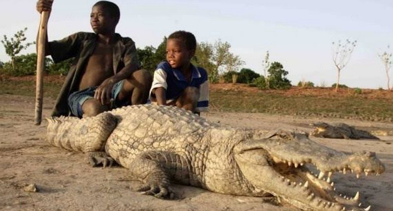 Berani Singgah ke Desa Terpencil Ini? Penduduknya Anggap Buaya sebagai Teman