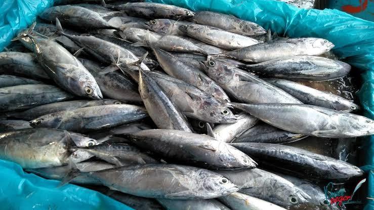 Bangga! Produksi Ikan Tuna, Cakalang, dan Tongkol RI Tembus Rp39 Triliun 