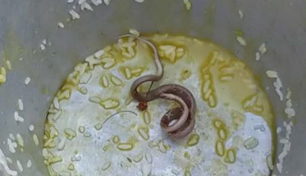 Ada Ular di Dandang, 20 Murid SD Jatuh Sakit usai Santap Makanan yang Disajikan Sekolah