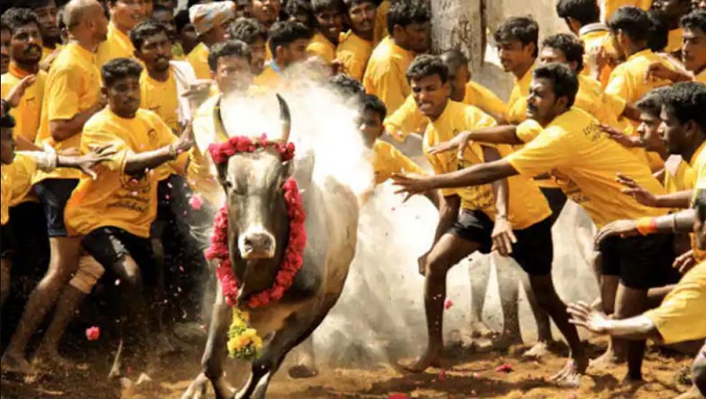 Tradisi Menjinakkan Banteng Telan Korban Jiwa, 1 Pria Muda Tewas Luka-Luka
