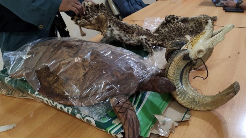 Jual Bagian Tubuh Macan Tutul di Facebook, Seorang Pemuda Ditangkap di Bekasi