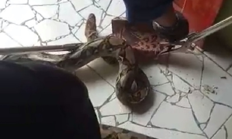 Bersarang di Rumah Warga, Ular Sepanjang 3,5 Meteri Dievakuasi Petugas Damkar Padang