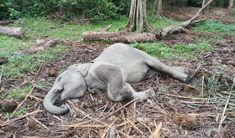 Mengenaskan, Gajah di Suaka Margasatwa Barumun Mati akibat Malnutrisi