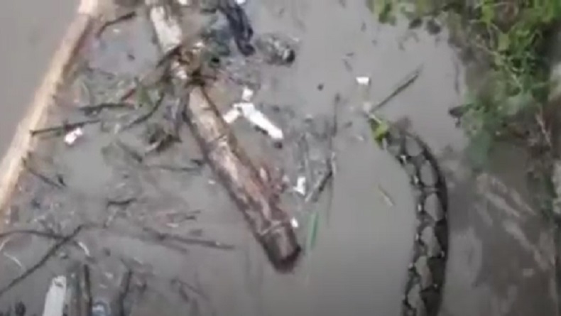 Merinding, Puluhan Ular Tersangkut Tumpukan Sampah usai Terbawa Banjir di Madium