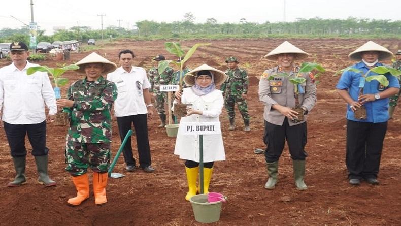 Genjot Ketahanan Pangan, Pemkab Batang Kembangkan Pisang Tanduk dan Gebyar