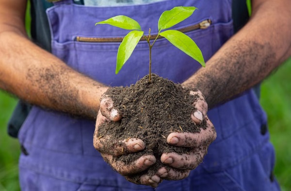 17 Contoh Sumber Daya Alam yang Dapat Diperbaharui, Ada Apa Saja?