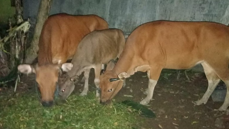 Warga Minahasa Selatan Nekat Jual Sapi Hasil Curian