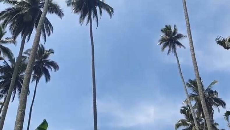 Unik, Pohon Kelapa Usia 100 Tahun di Madina Terus Tumbuh hingga Tinggi 60 Meter, Ini Bentuknya