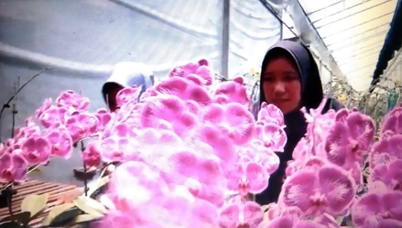 Berkah Imlek, Petani Anggrek di Magelang Kebanjiran Pesanan