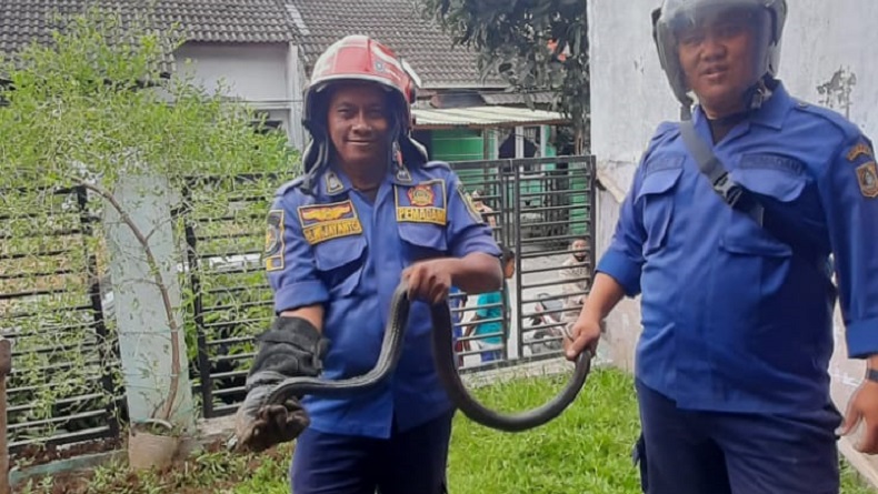 Ngeri! Ular Kobra Jawa Bersarang di Halaman Rumah Warga Bogor, Damkar Turun Tangan