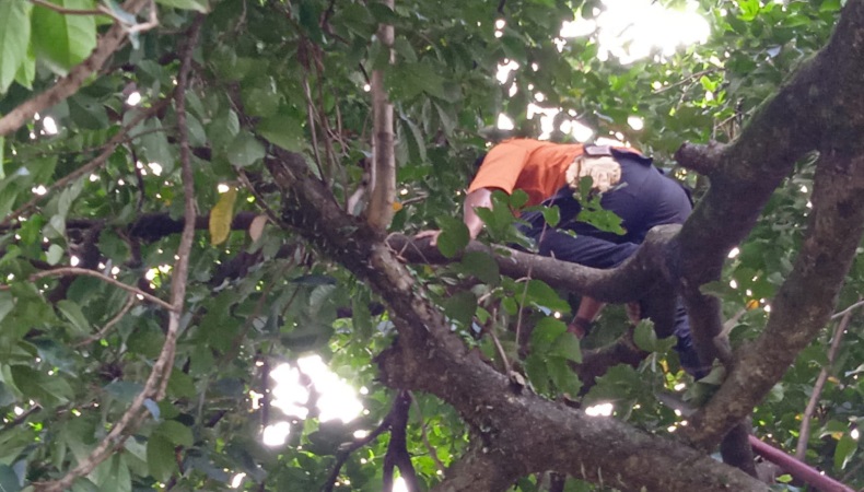 Ular Sanca Masuk ke Pekarangan Rumah dan Naik di Atas Pohon, BPBD Bogor Turun Tangan