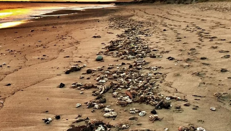 Kematian Ribuan Kepiting dan Lobster Secara Misterius di Inggris, Para Ahli Gagal Ungkap Penyebab