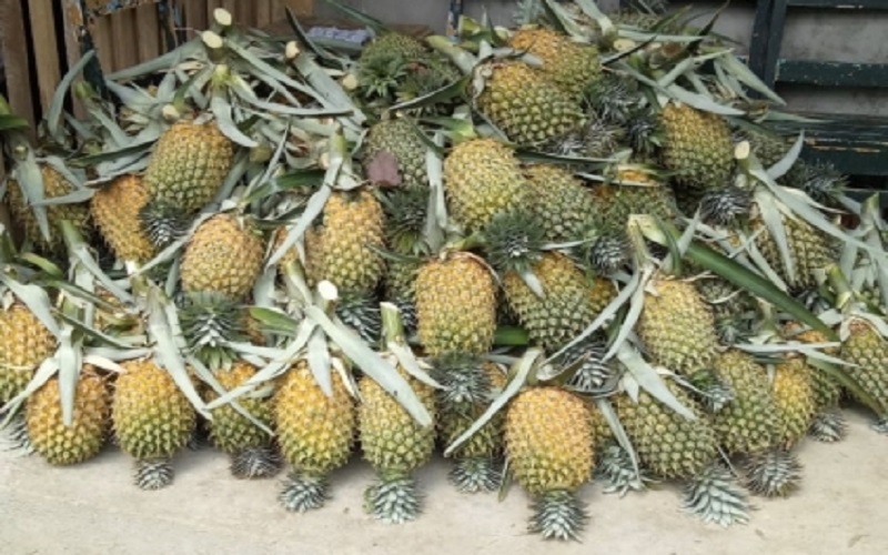 Daerah Penghasil Nanas Terbesar di Sumsel, Prabumulih Minggir Dulu 