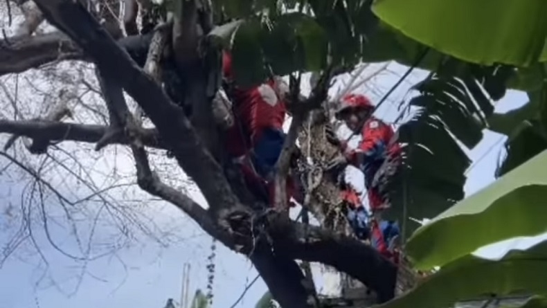 Jangan Ditiru, Pemuda Mabuk dan Tidur di Atas Pohon hingga Repotkan Petugas Damkar