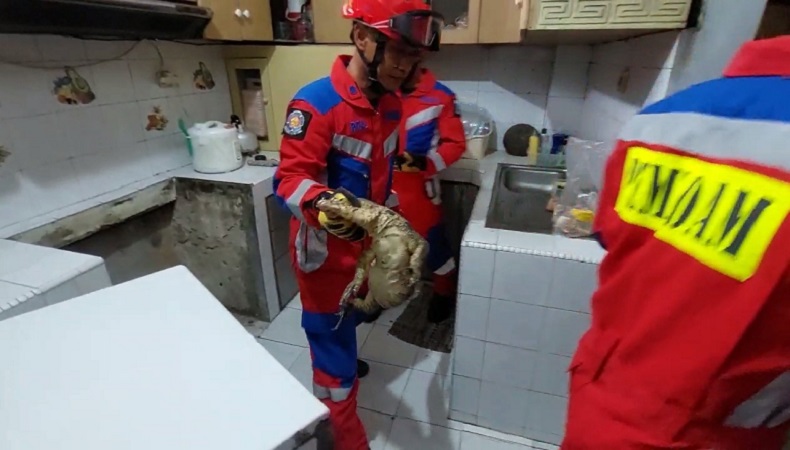 Geger Biawak Panjang 1 Meter Masuk Rumah, Warga Cilincing Panik