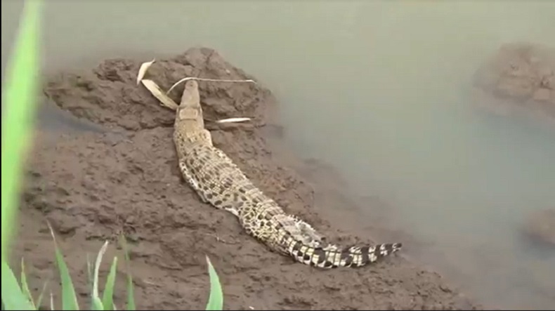 Buaya di Tepi Sungai Gegerkan Warga Jember, Ini Penampakannya