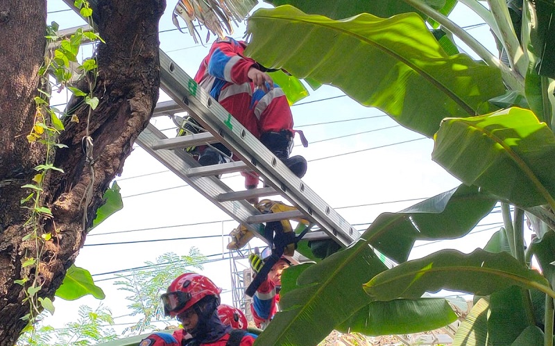 Nelayan Dievakuasi dari Atas Pohon di Tambora, Ternyata Ngefly Habis Konsumsi Sabu dan Miras