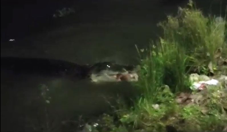 Kemunculan Buaya Raksasa di Sungai Konaweha Hebohkan Warga