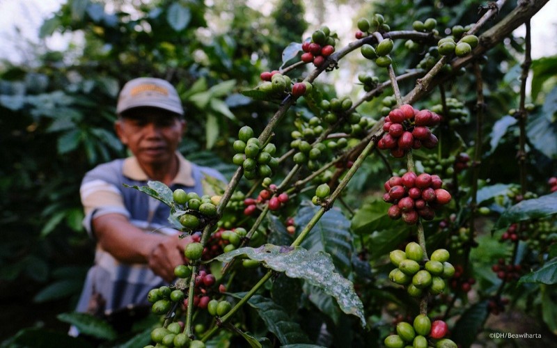 JBI OKU Dorong Petani Budi Daya Kopi Arabika, Ini Alasannya