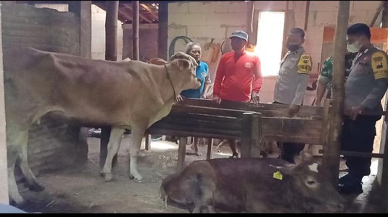 14 Sapi di Sragen Diduga Terjangkit LSD, 1 Mati Mendadak
