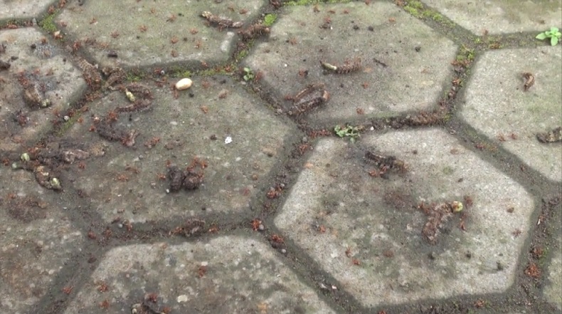 Diserang Hama Ulat Bulu, Sekolah di Mojokerto Pulangkan Siswa