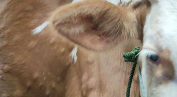 Belum Ada Temuan di Bantul, Peternak Diminta Waspadai Penyakit LSD