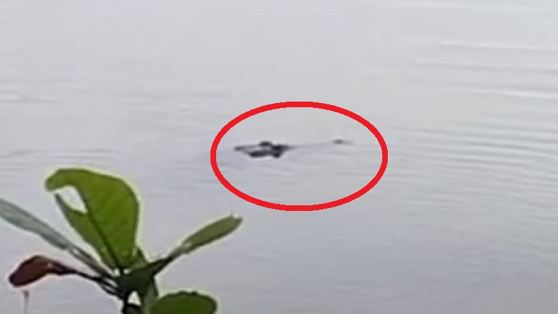 Viral Video Penampakan Buaya Besar di Situ Kalapa Sukabumi, Diduga Ada 9 Ekor 