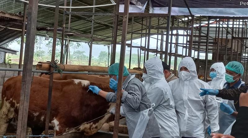 Tahun 2023, Pemprov Kalteng Targetkan Vaksinasi PMK 50.000 Ternak