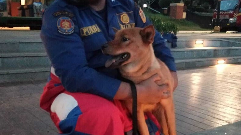 Anjing Liar Tercebur ke Danau di TMII, Petugas Damkar Turun Tangan