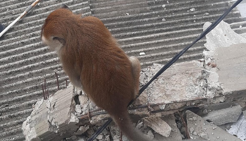 Monyet Lepas dari Kandang di Grogol, Damkar Turun Tangan