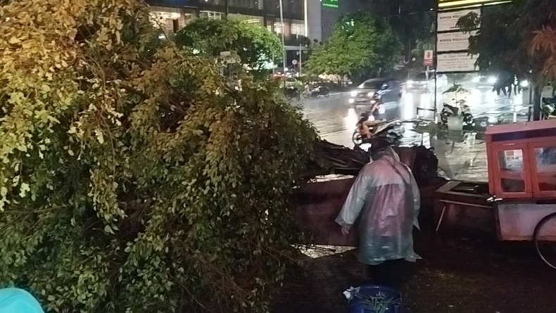 Hujan dan Angin Kencang di Jakut, Pohon Tumbang Timpa Gerobak Tukang Nasi Goreng