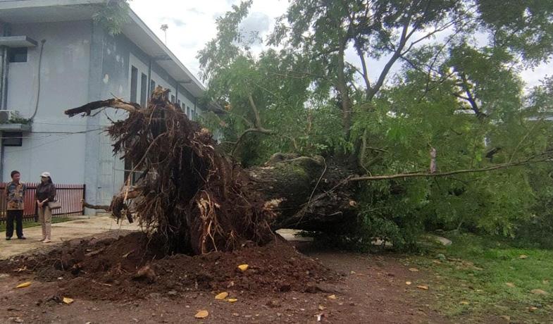 Pohon Trembesi Berusia 80  Tahun Tumbang, Nyaris Timpa Puluhan Siswa SMAN 1 Semarang