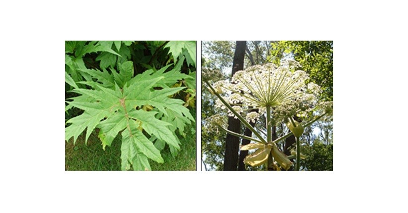 Tanaman Berbahaya yang Tidak Boleh Disentuh, Waspada Bikin Kulit Melepuh