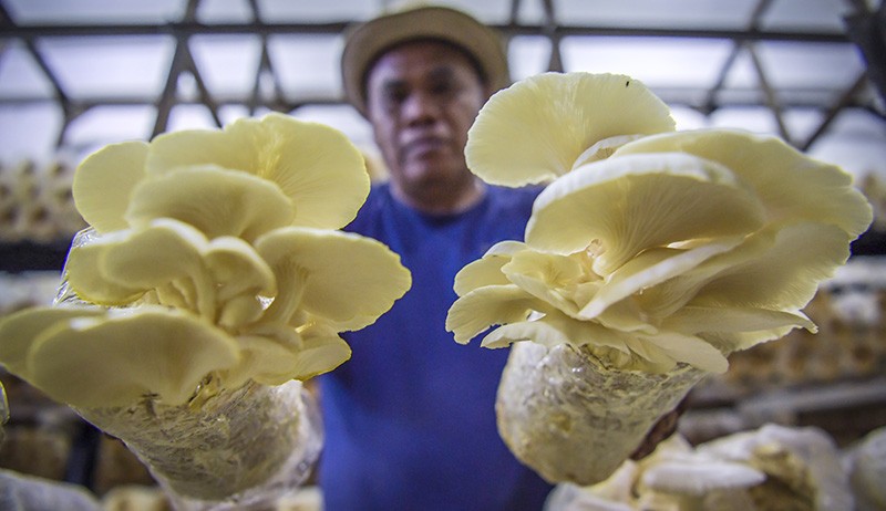 Kemenperin Dorong Hilirisasi IKM Jamur Tiram untuk Buka Peluang Bisnis dan Lapangan Kerja
