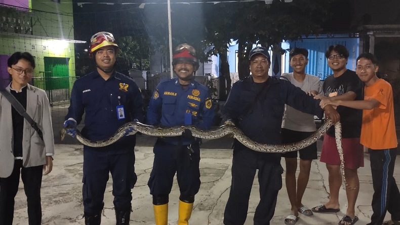Lagi Duduk di Teras, Warga Cibinong Kaget Lihat Ular Sanca 4 Meter