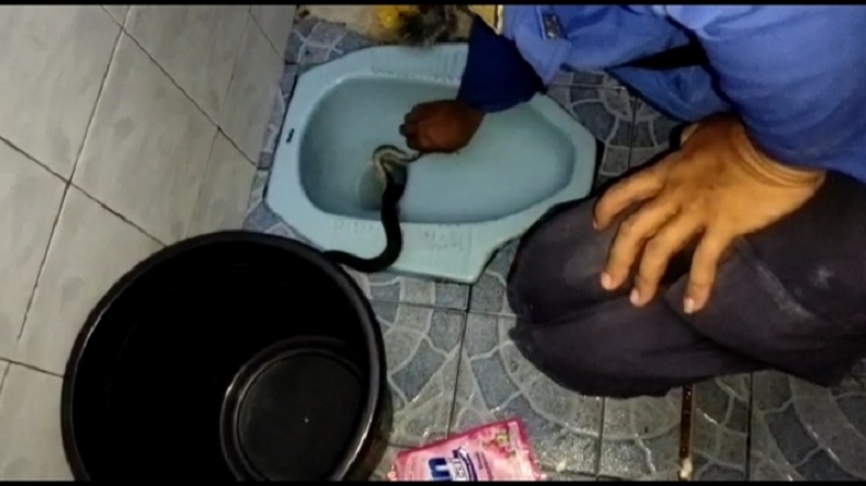 Geger Warga Cibinong Temukan Ular Sanca di Kloset Rumah, Evakuasi Berlangsung 2 Jam