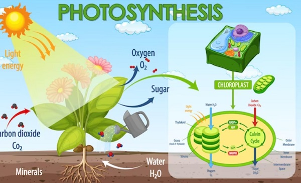 5 Contoh Reaksi Endotermik dalam Kehidupan Sehari-hari dan Penjelasannya