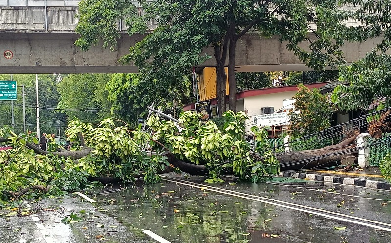 Jakarta Diguyur Hujan Deras, Pohon Tumbang di 7 Lokasi