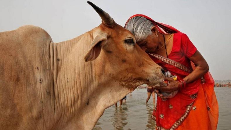 Heboh! India Imbau Warga Peluk Sapi saat Rayakan Hari Valentine