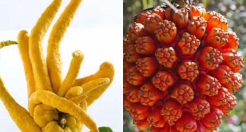 Mengenal Buah Paling Langka di Dunia, Ada yang 8 Tahun Baru Berbuah 