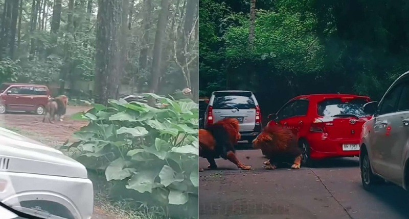 Mengenal Taman Safari Prigen di Jawa Timur yang Viral karena 2 Singa Berkelahi