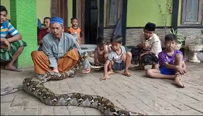 Ular Piton 6 Meter Gegerkan Warga Probolinggo, Ditangkap Usai Mangsa Ayam