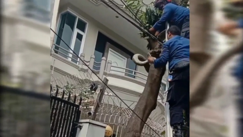 Warga Penjaringan Geger, Ular Sanca Sepanjang 5 Meter Melilit di Pohon