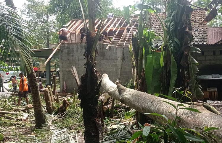 Hujan Deras dan Angin Kencang Landa Kulonprogo, Pohon Sengon Ambruk Timpa Rumah  