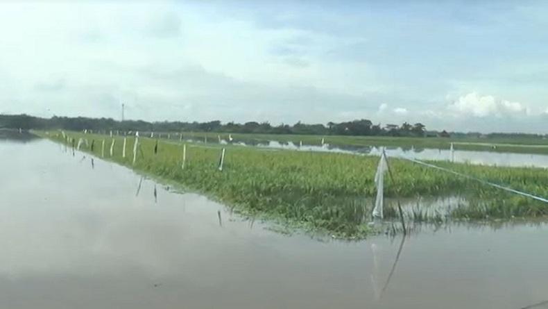 Luapan Sungai Bengawan Solo Rendam Ratusan Hektare Tanaman Padi di Klaten